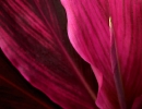 The magenta leaf of a Cordyline